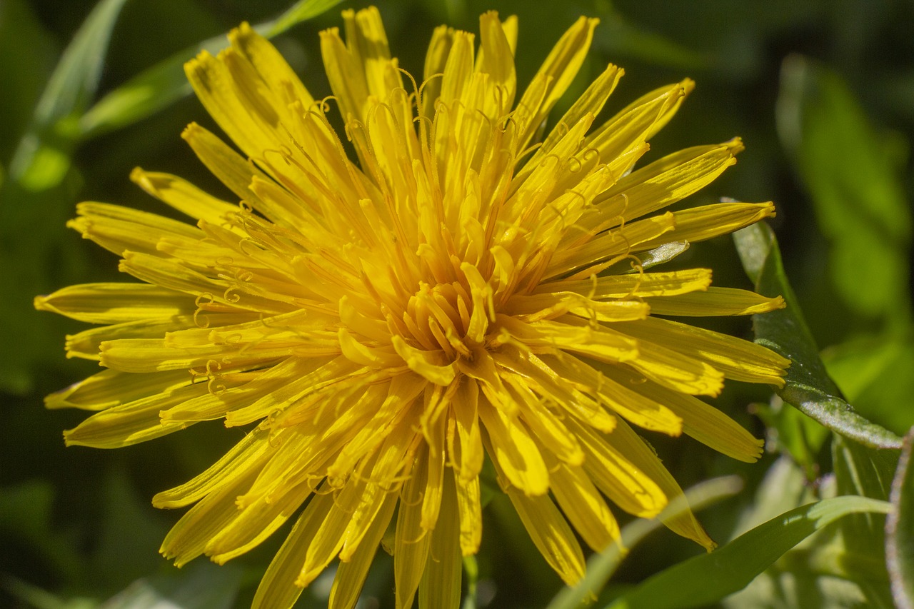 dandelion  flower  grass free photo