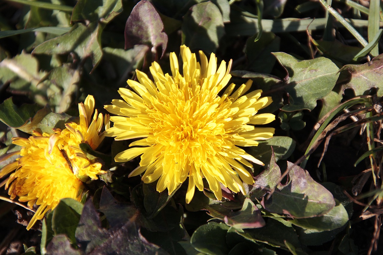 dandelion  plant  nature free photo