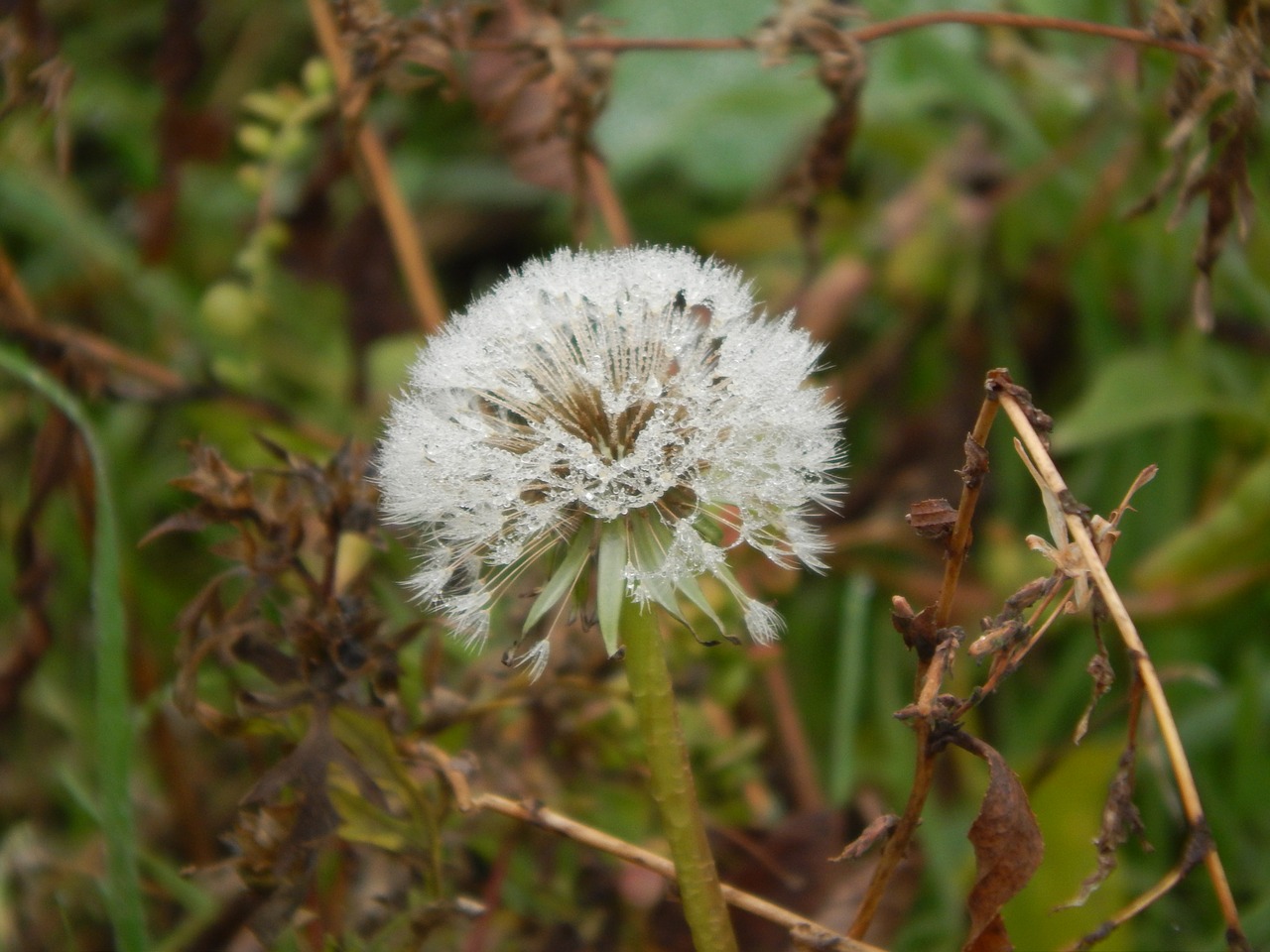 dandelion  nature  flower free photo