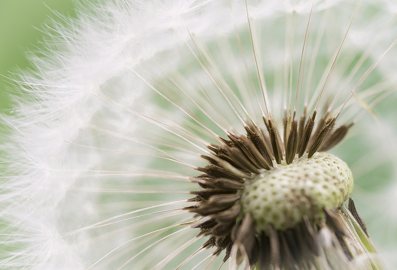 dandelion  seeds of the dandelion  macro free photo