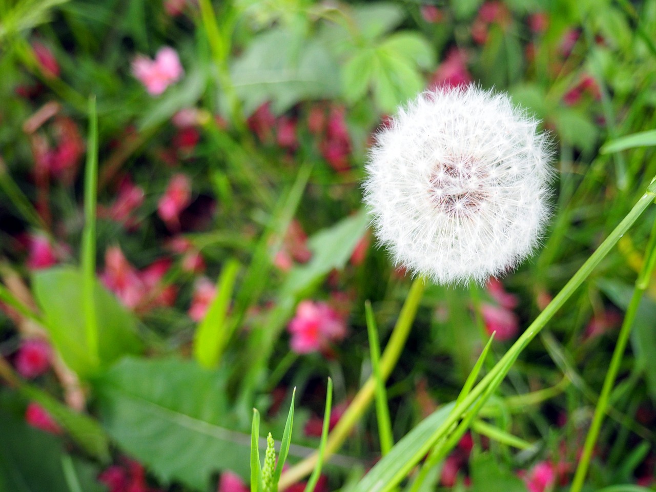 dandelion  green  nature free photo