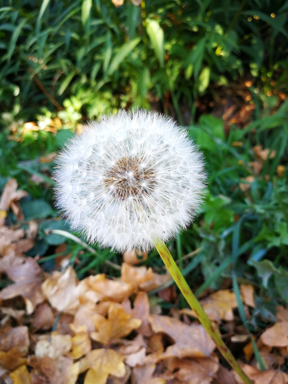 dandelion  flower  narureza free photo