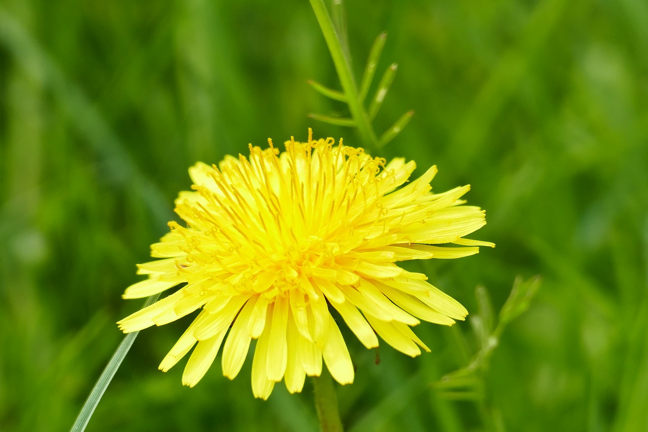 dandelion  spring  flower free photo