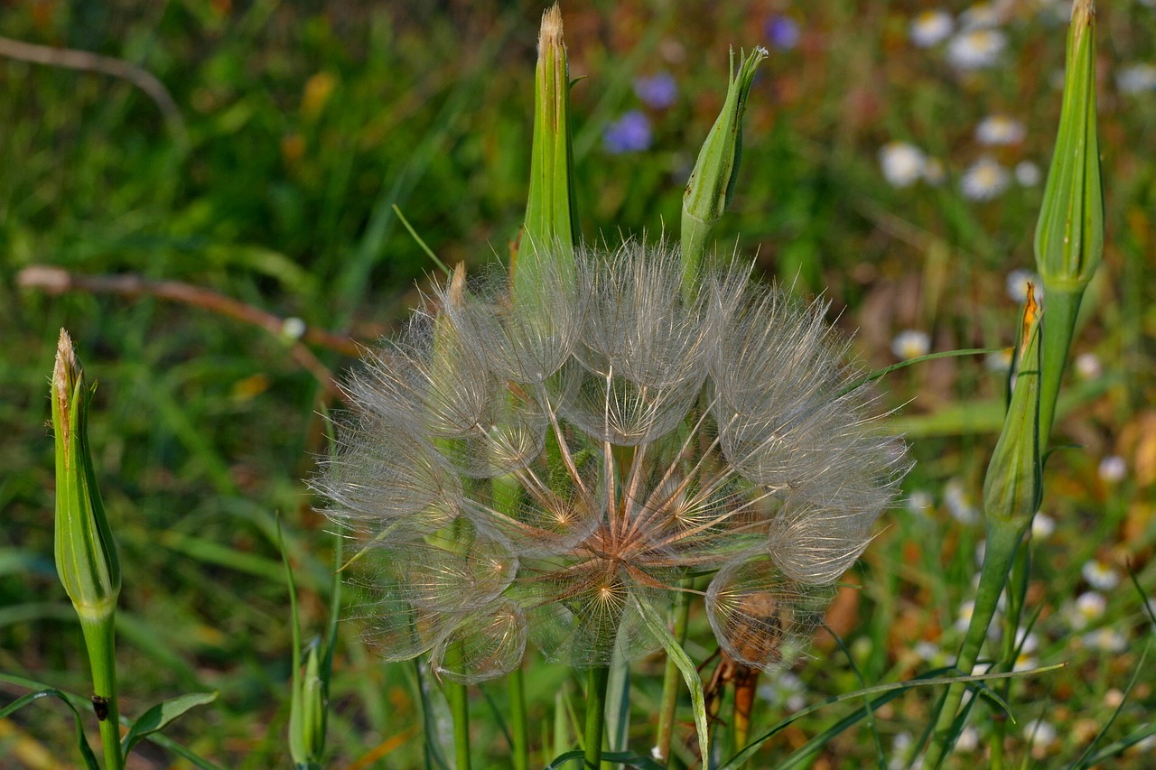 dandelion  autumn  nature free photo