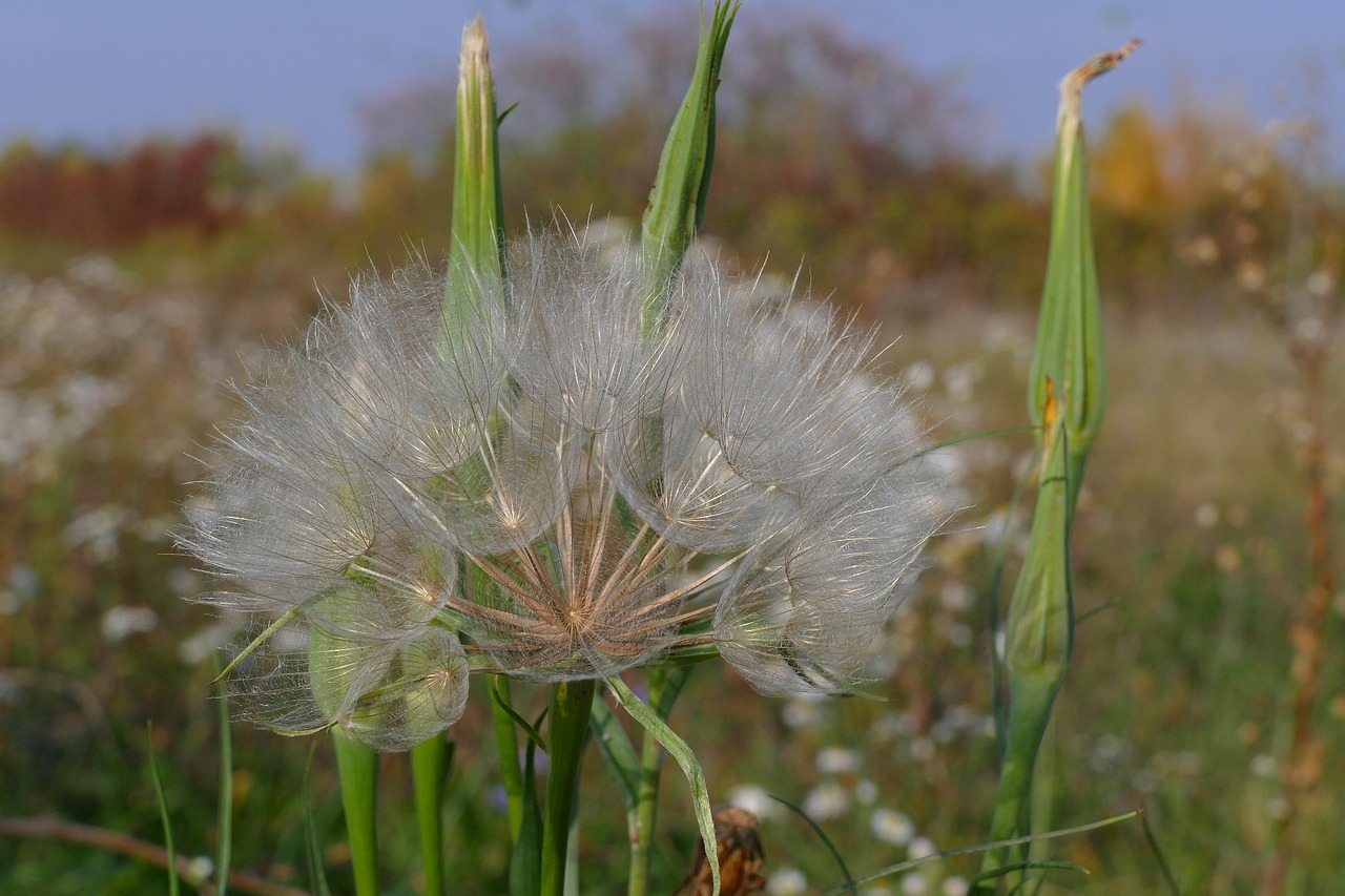 dandelion  meadow  close-up free photo