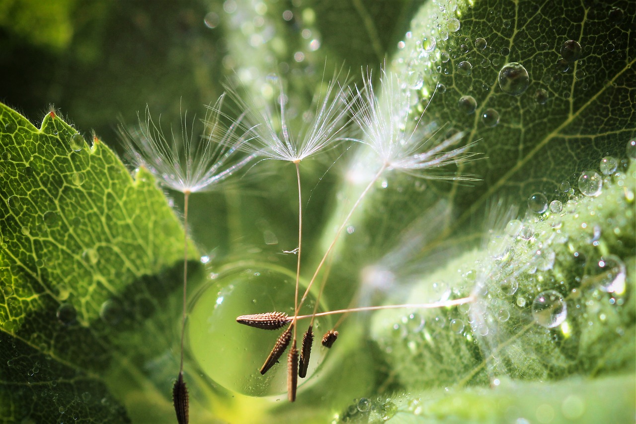 dandelion  water  drop of water free photo