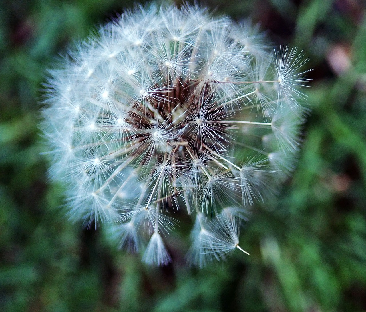 dandelion  seed  garden free photo