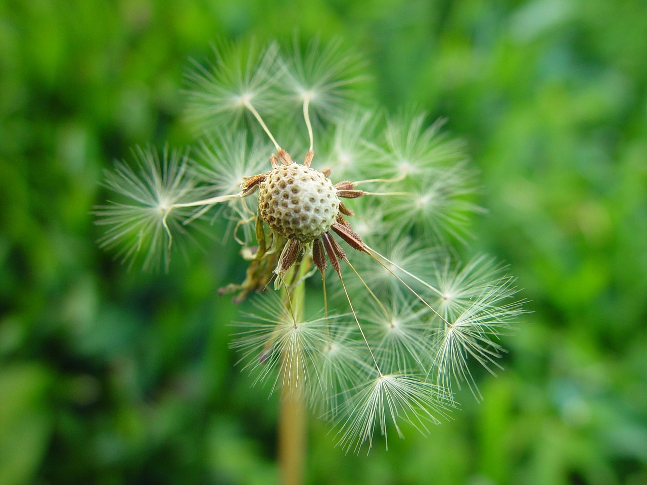 dandelion disintegrating flowers free photo