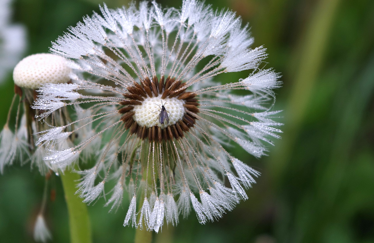 dandelion  morgentau  insect free photo