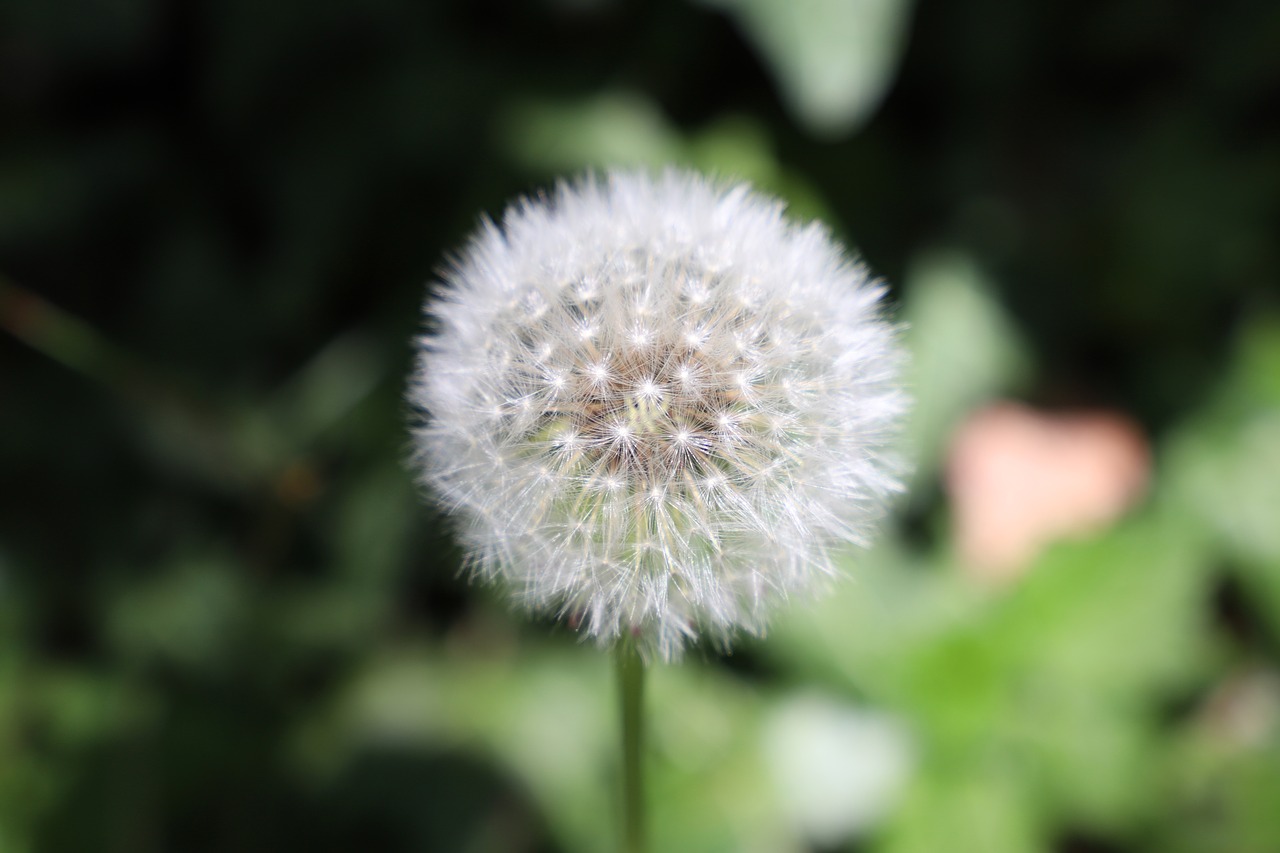 dandelion  plant  close up free photo