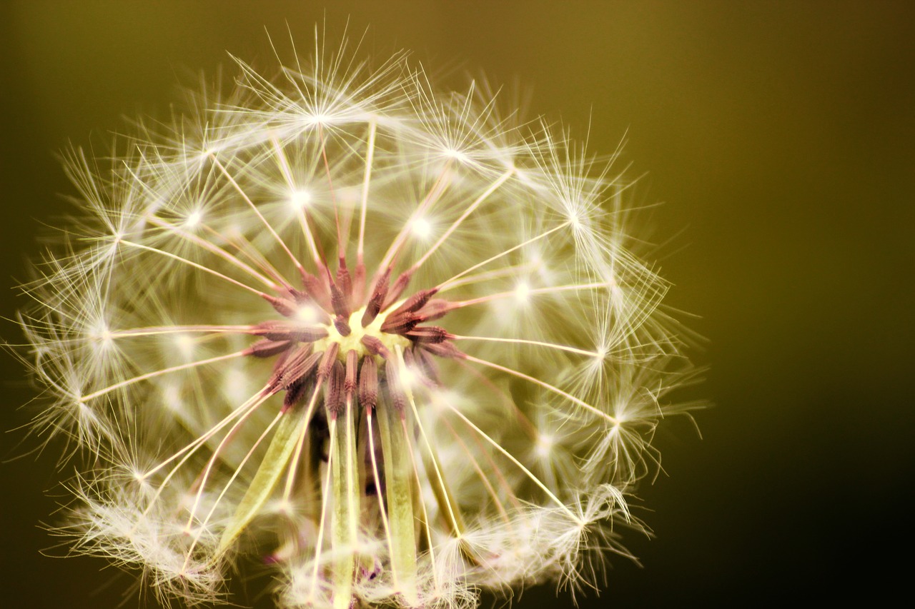 dandelion  flower  seeds free photo