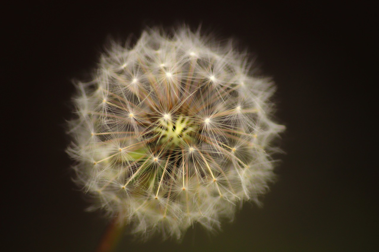 dandelion  seed  flower free photo