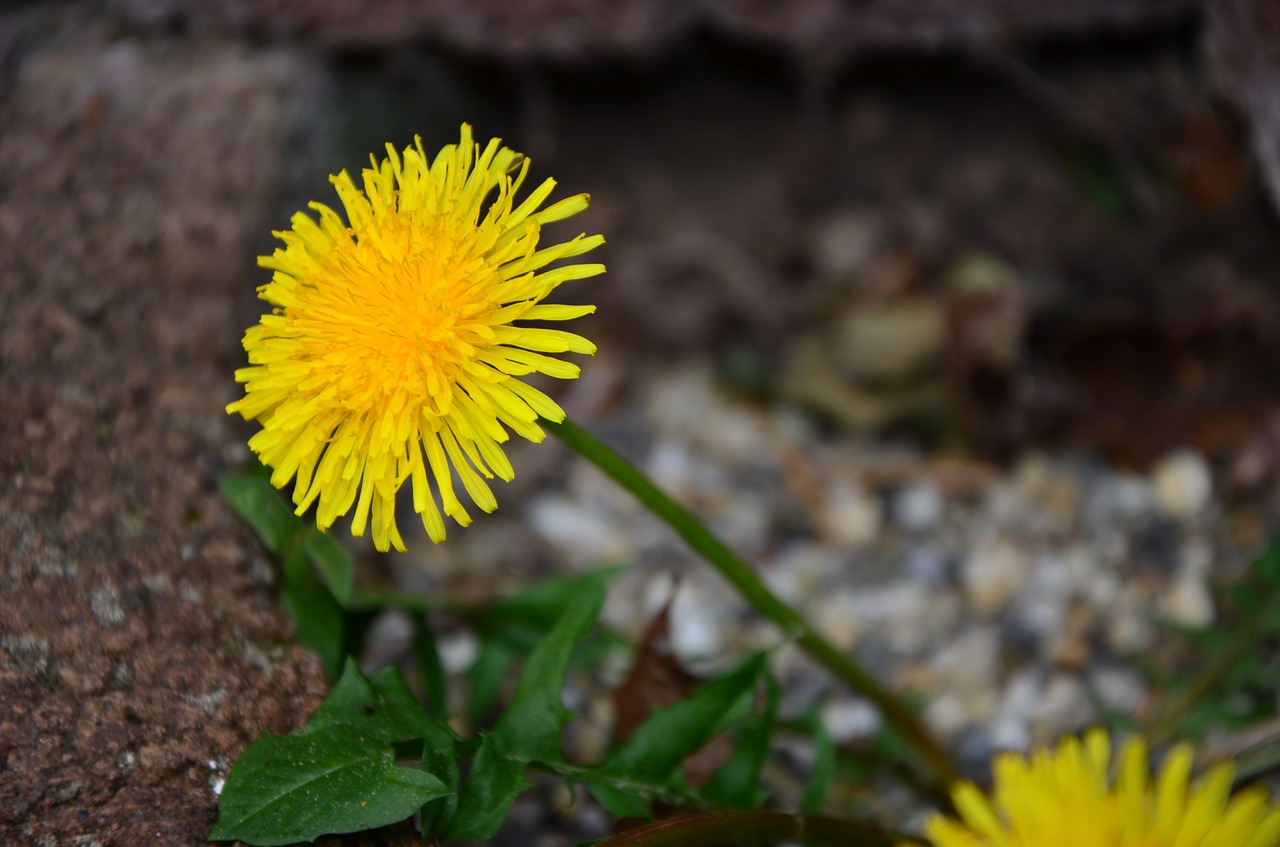 dandelion nature flower free photo