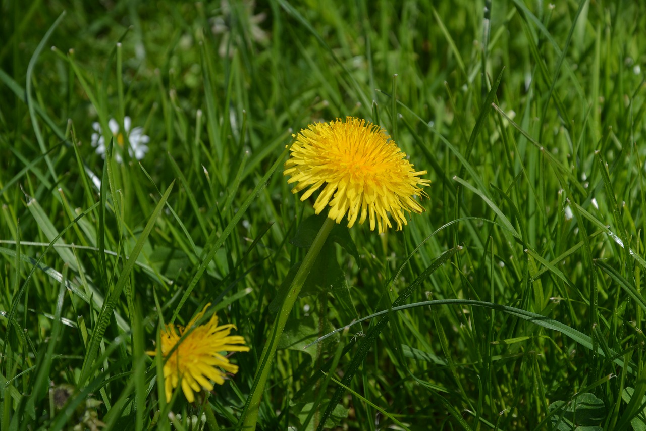 dandelion  green  meadow free photo