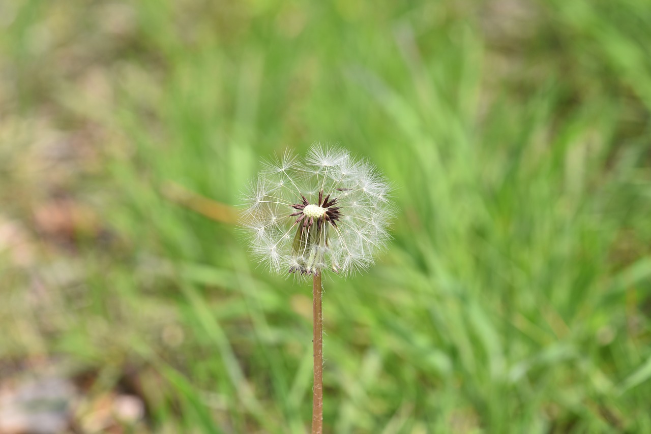 dandelion  mr hall  seeds free photo