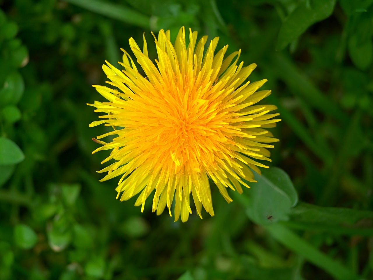 dandelion  flowers  spring free photo