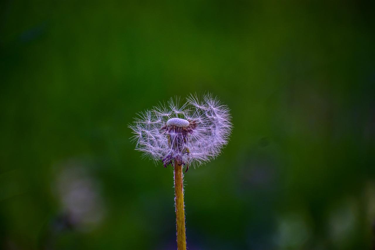 dandelion  flower  spring free photo