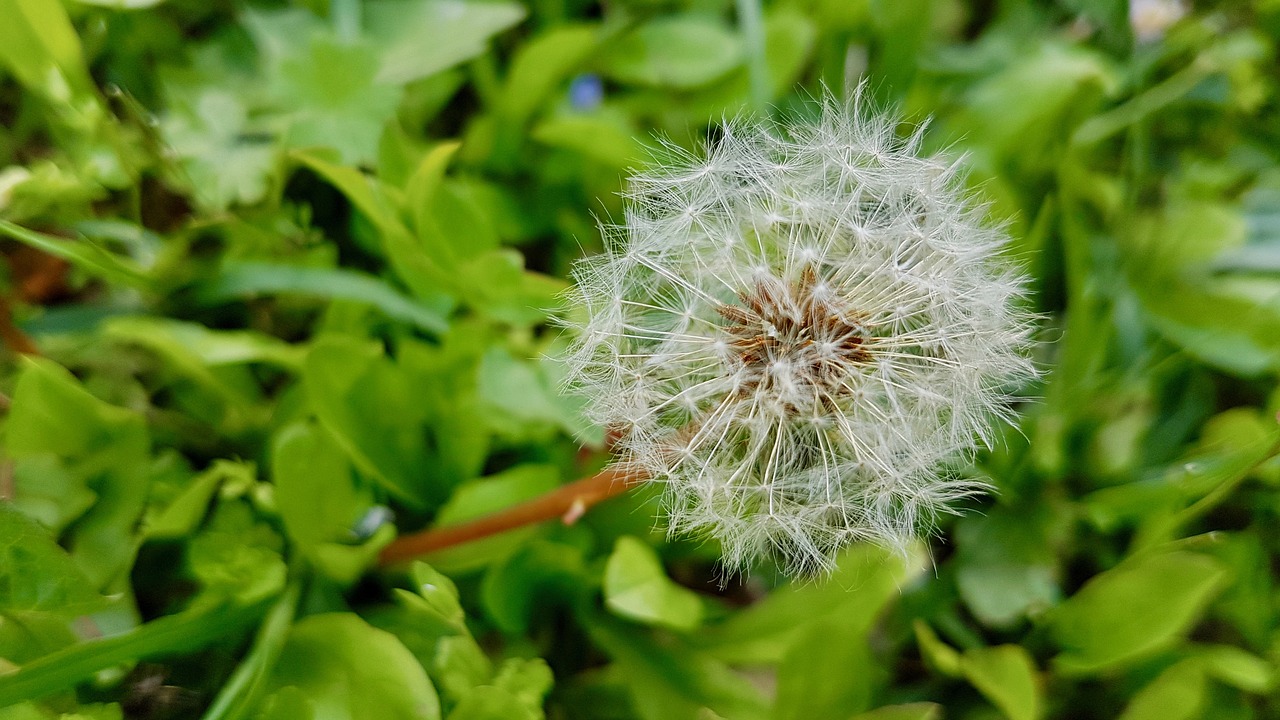 dandelion  natura  green free photo