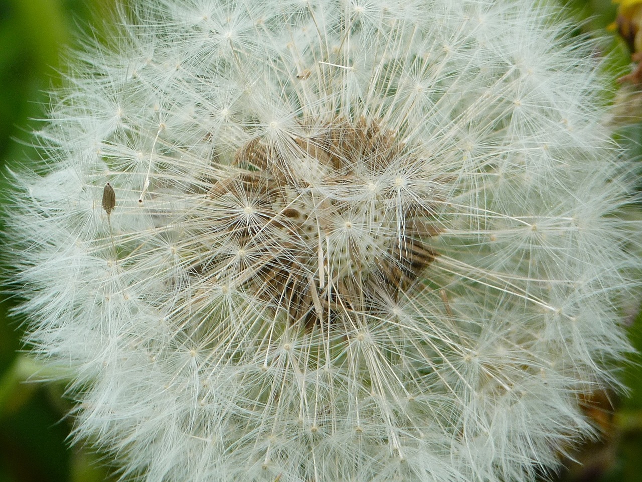 dandelion close summer free photo