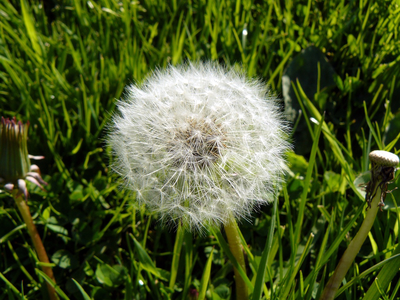 dandelion blowball flower free photo