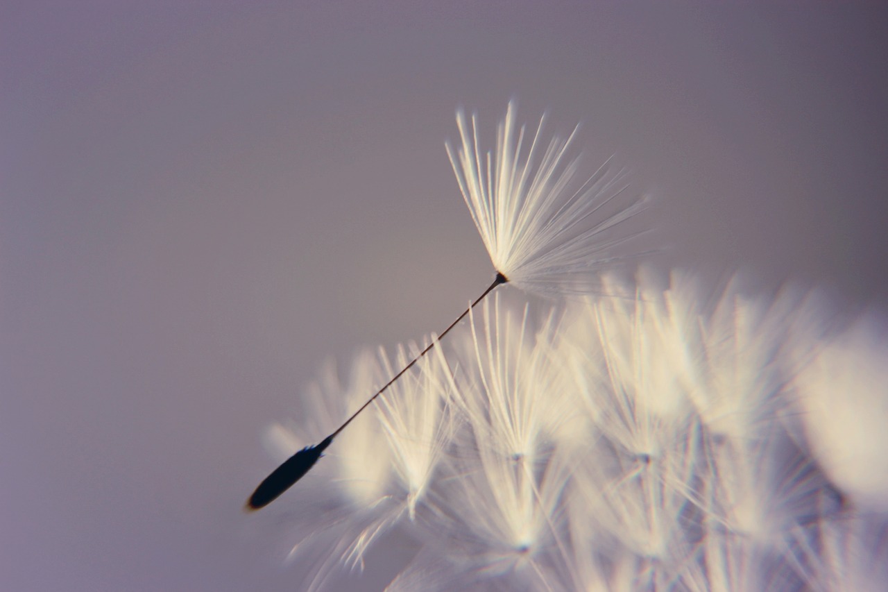 dandelion  wishes  birthday free photo