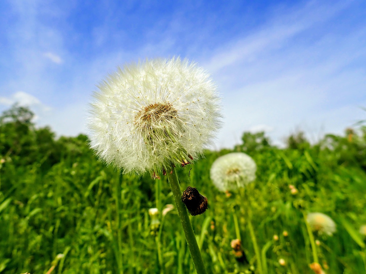 dandelion  nature  flower free photo