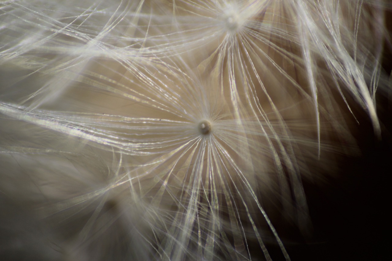 dandelion  macro  plant free photo