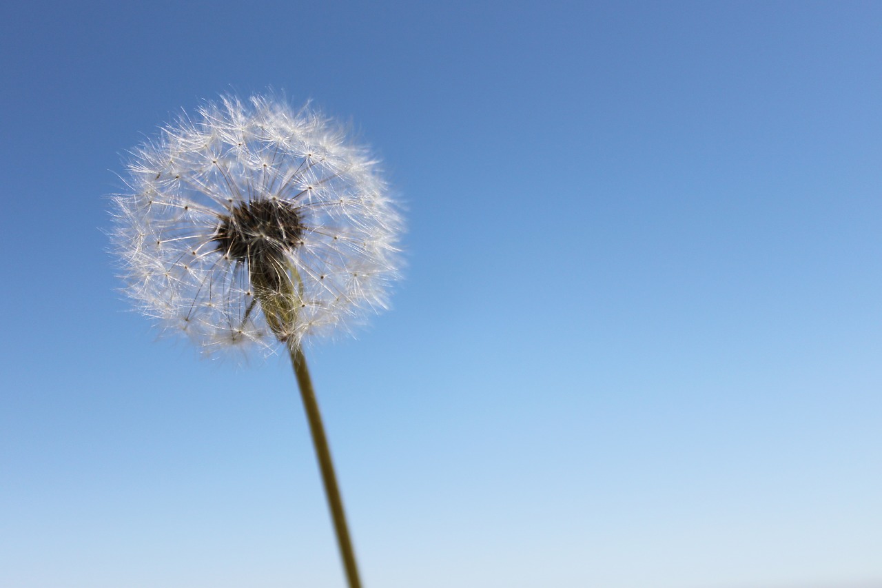 dandelion  sky  wishes free photo