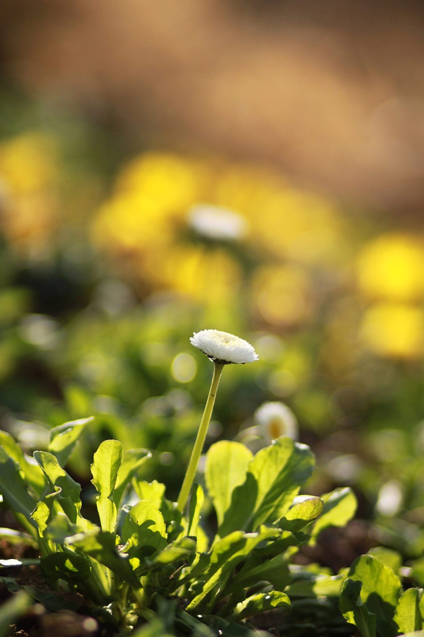 dandelion  flowers  plants free photo