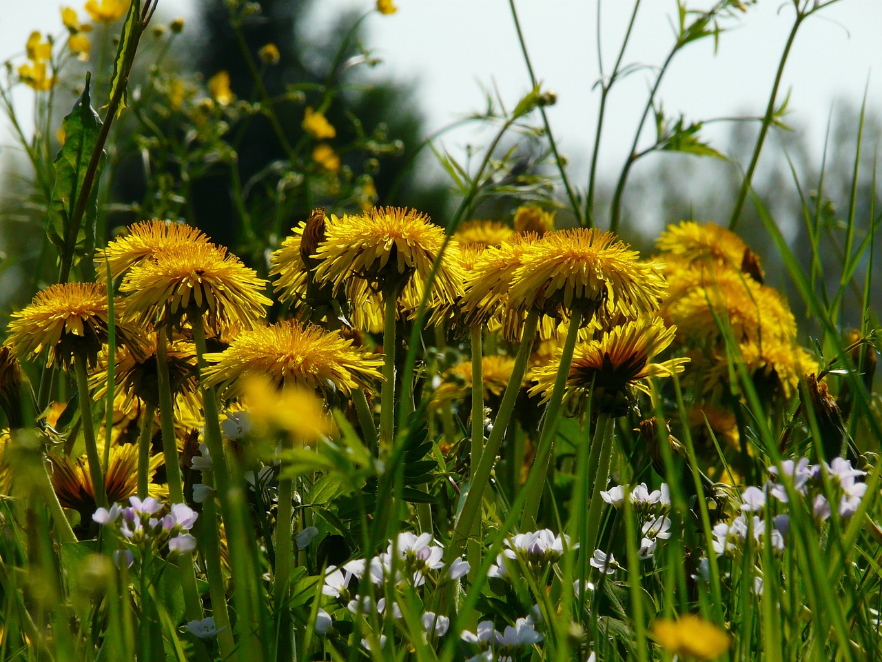 dandelion meadow grass free photo
