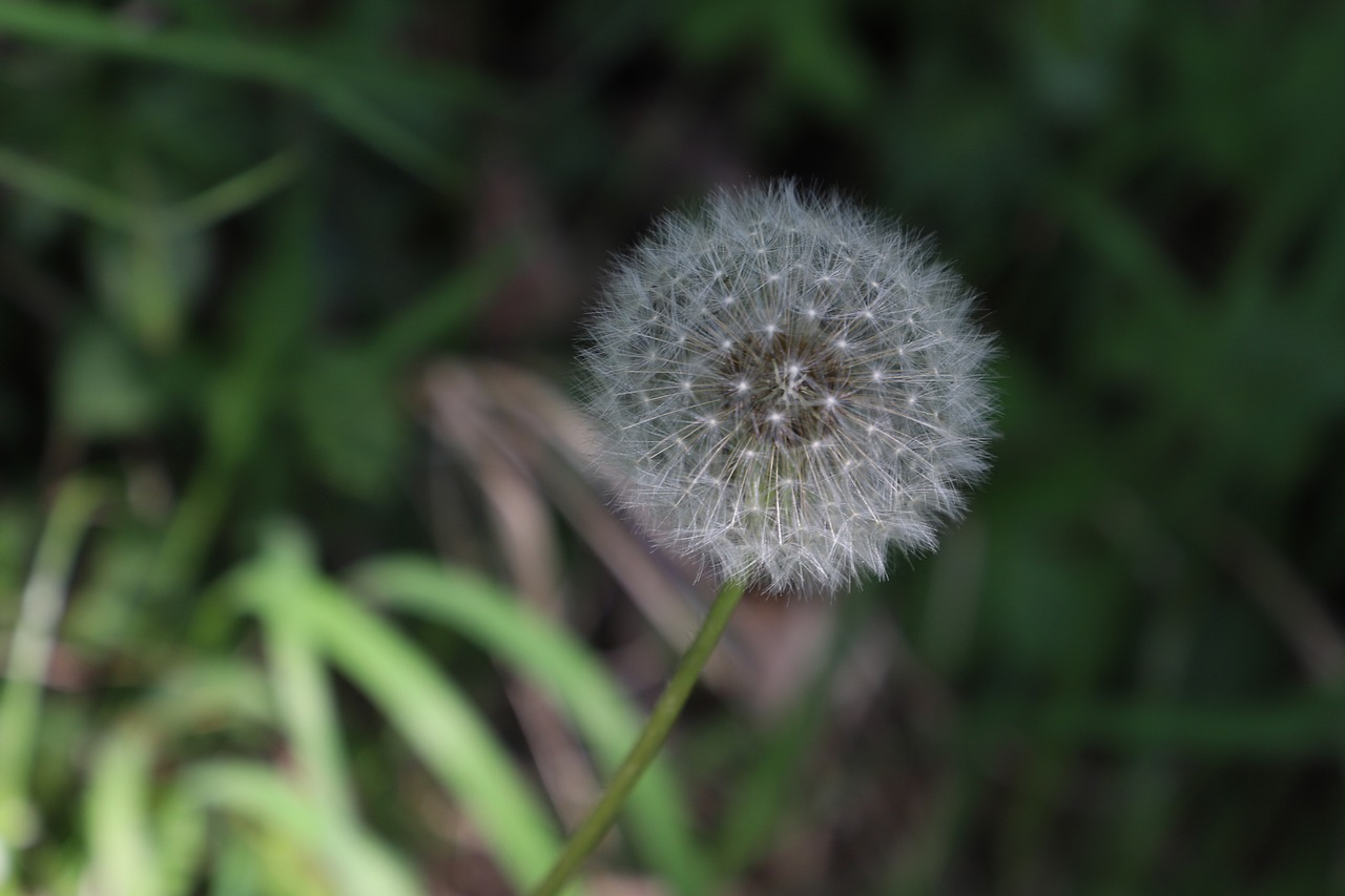 dandelion  blossom  bloom free photo