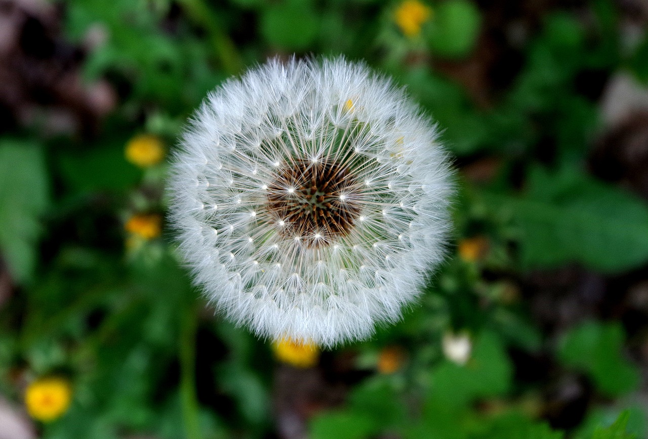 dandelion  blossom  bloom free photo