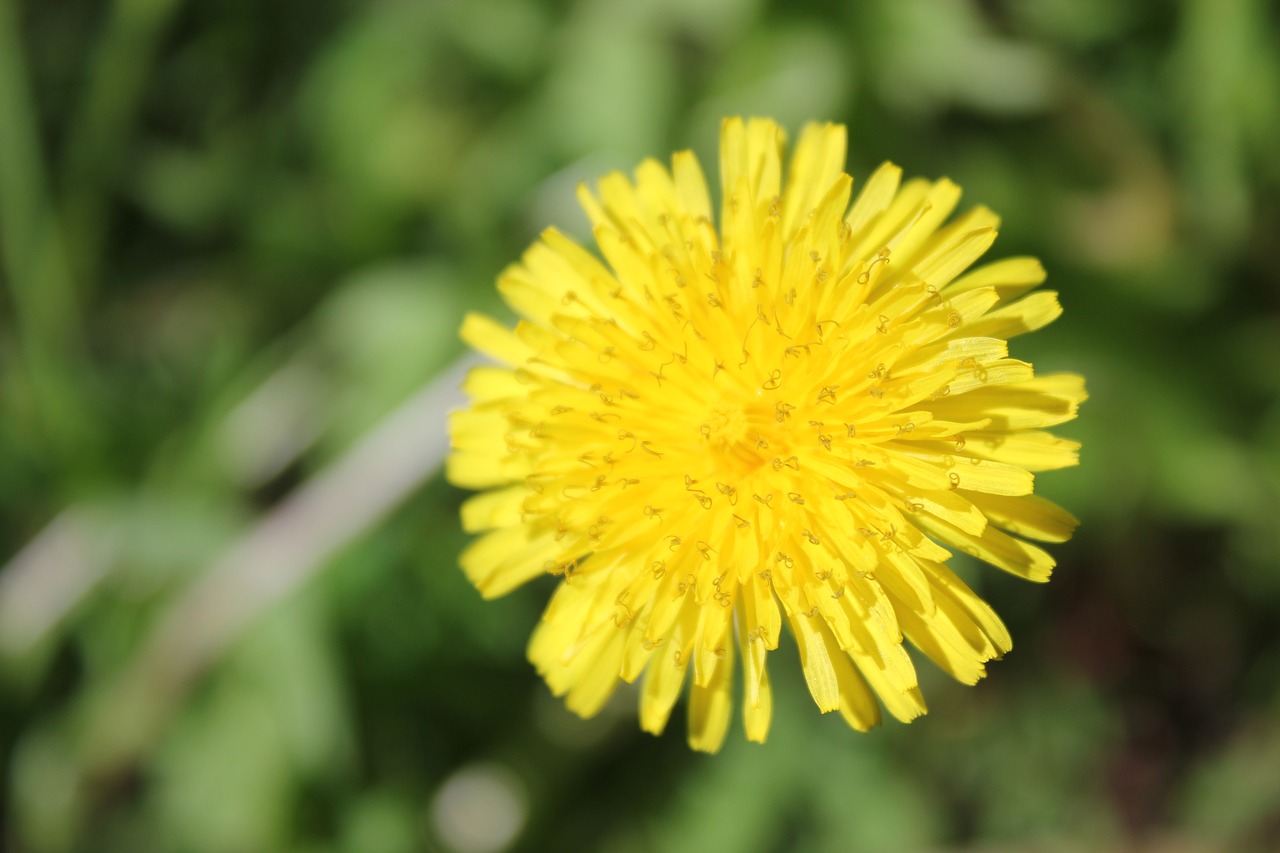 dandelion  summer  yellow free photo