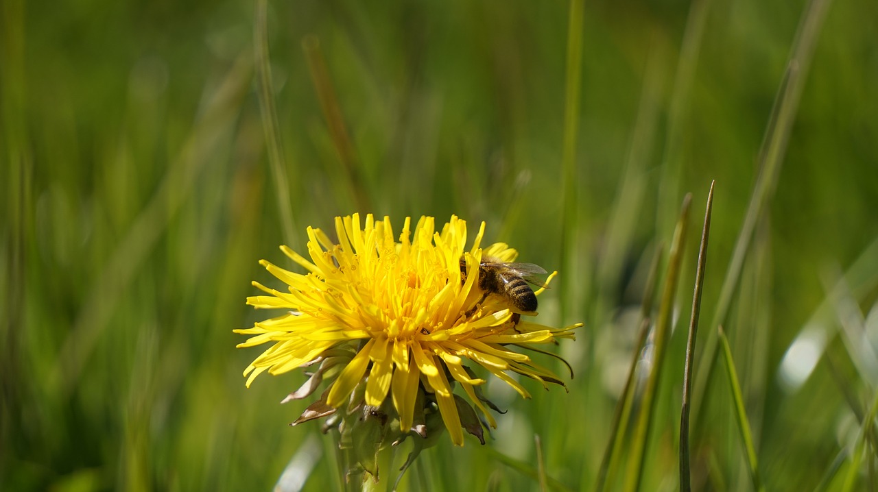 dandelion  bee  yellow free photo