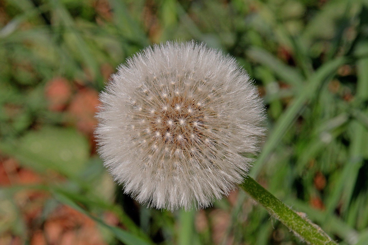 dandelion  nature  plant free photo