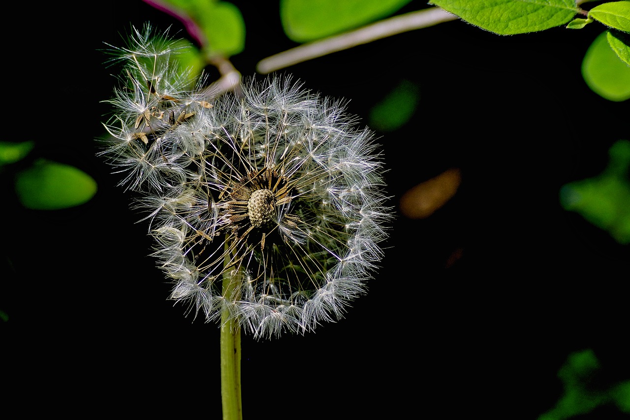 dandelion  nature  meadow free photo