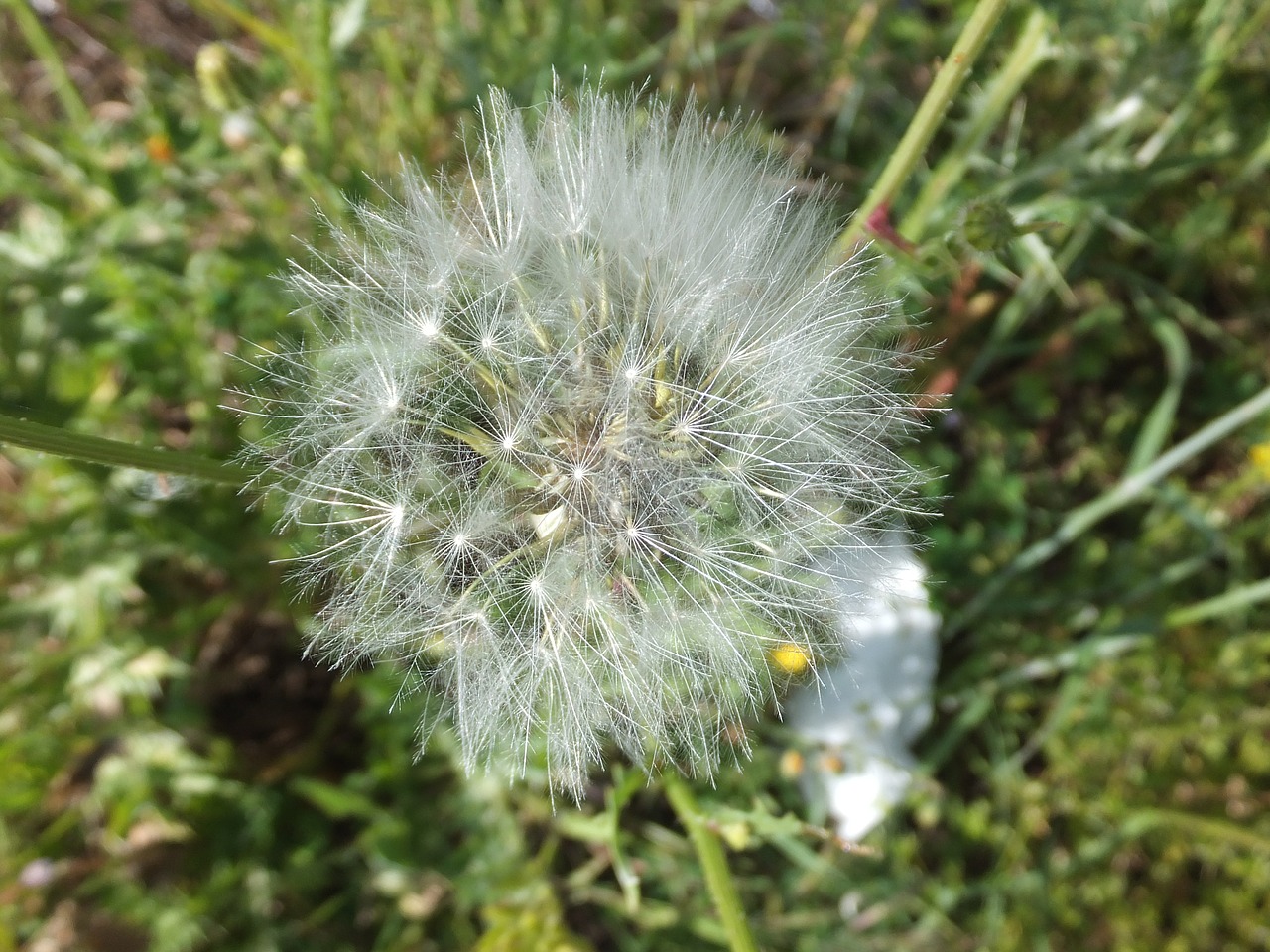 dandelion plant light free photo