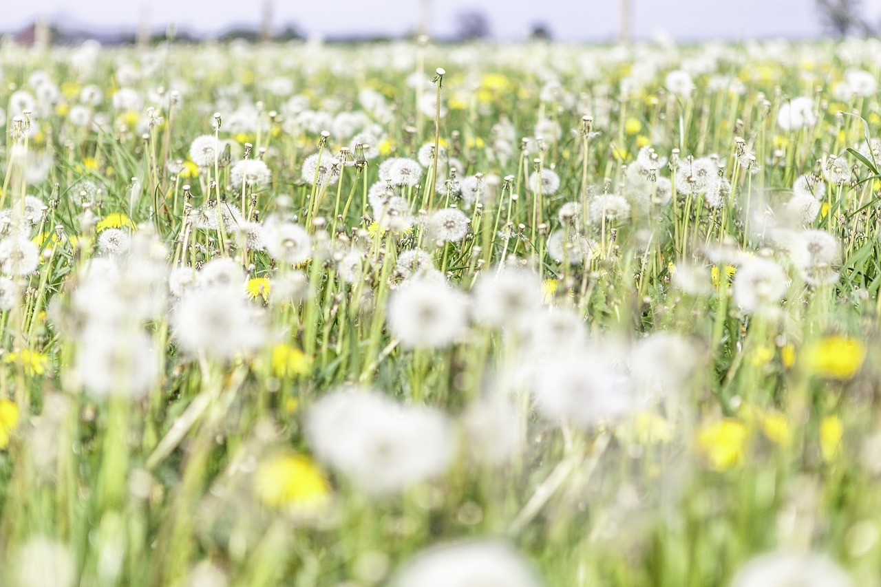 dandelion  flowers  yellow free photo