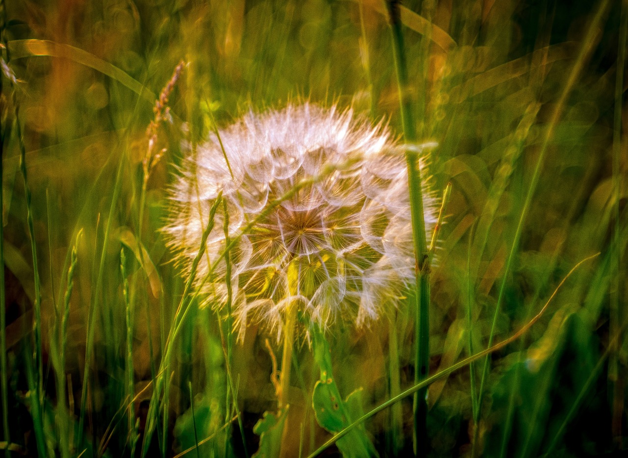 dandelion  meadow  evening free photo