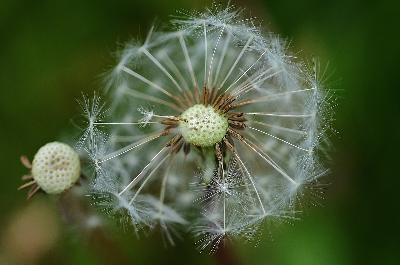 dandelion flower plant free photo