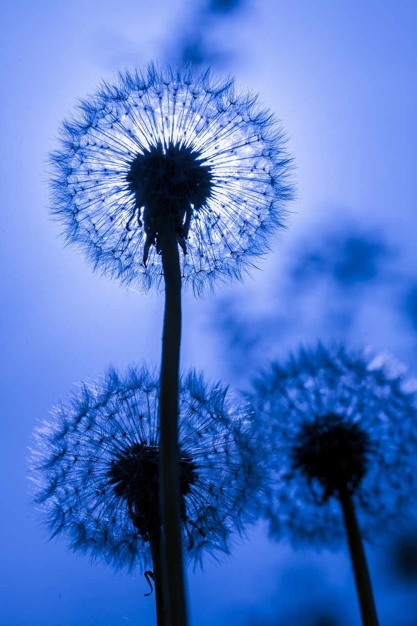 dandelion  artistic  blue free photo