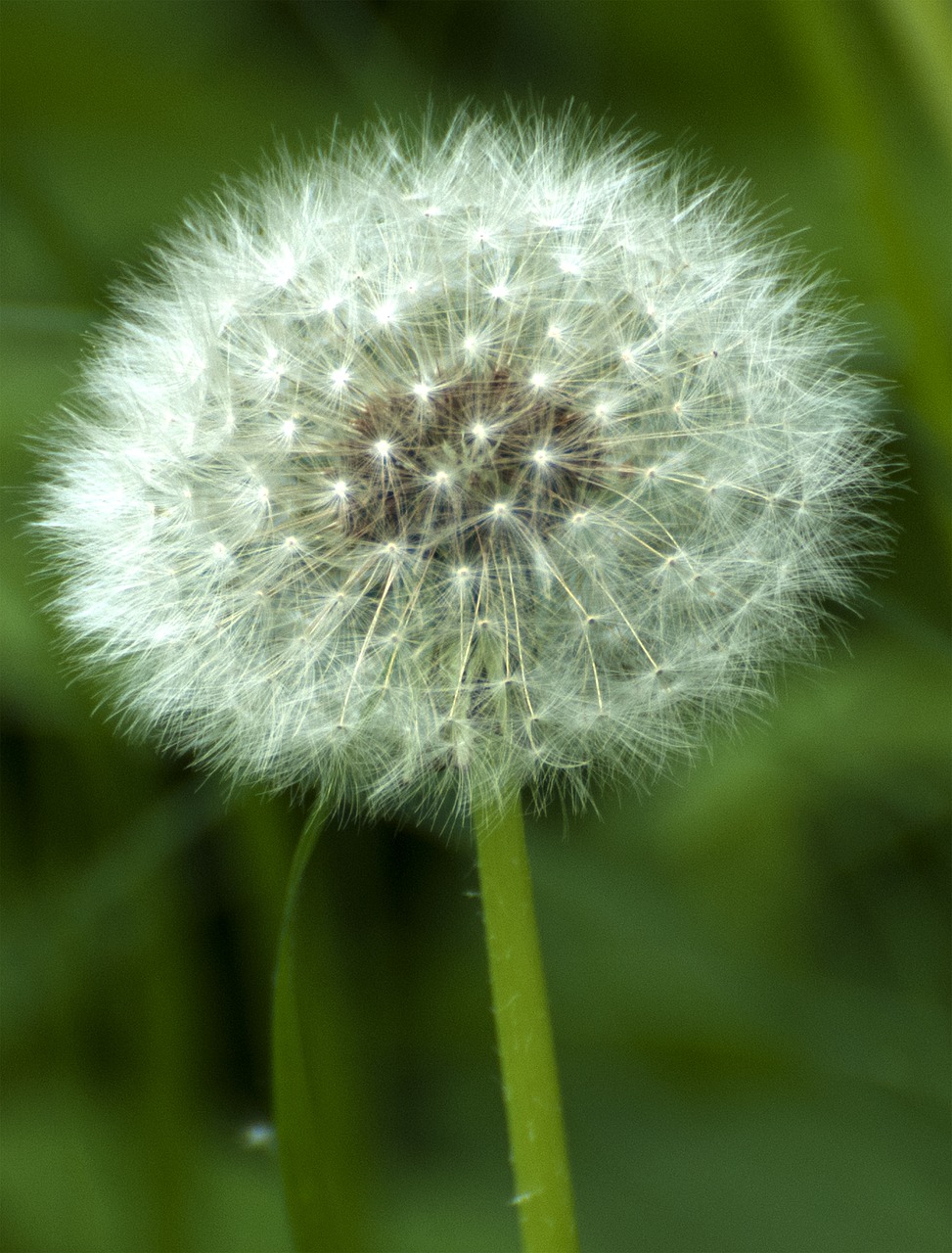 dandelion  flower  flowers of the world free photo