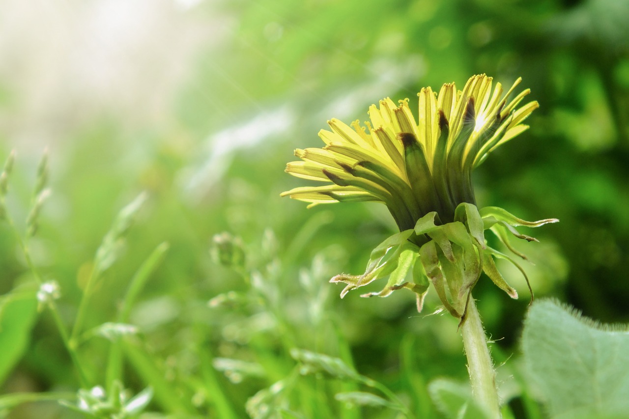 dandelion  flower  spring free photo