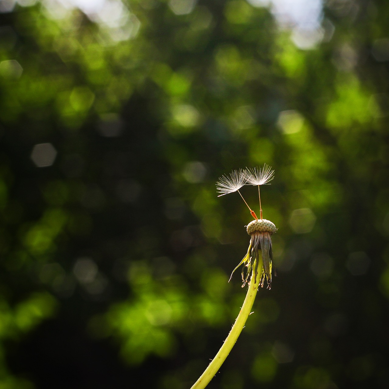 dandelion  seeds  nature free photo