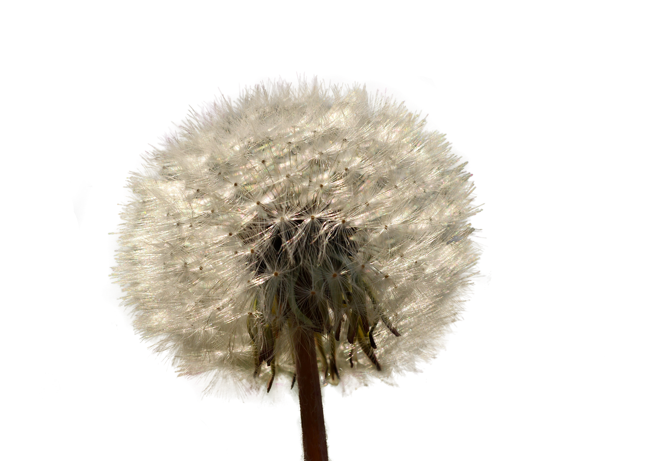 dandelion  nature  isolated free photo