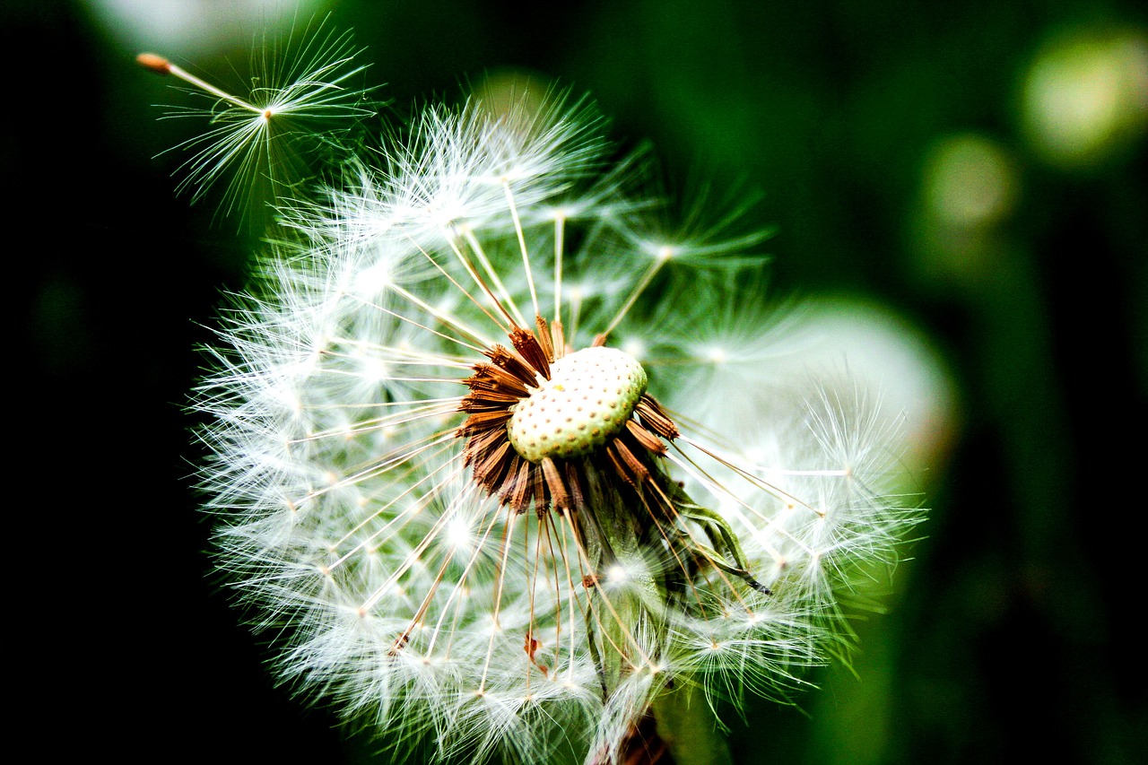 dandelion  wild flower  plant free photo