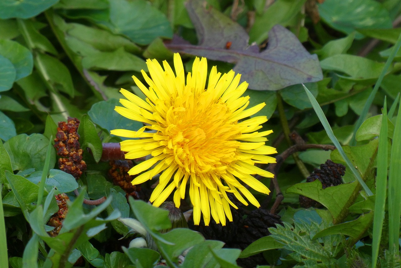 dandelion  berm  flower free photo