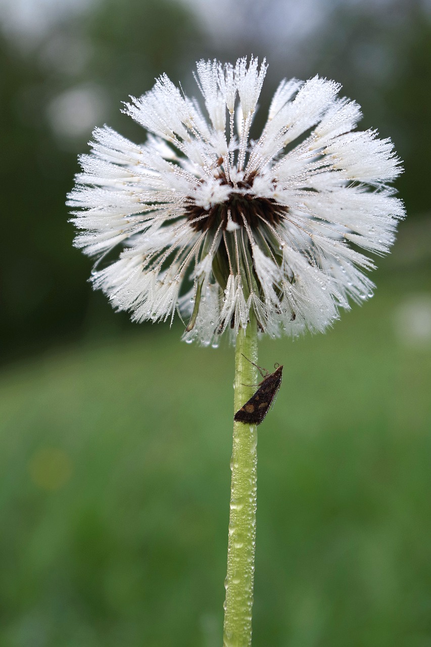 dandelion  dewdrop  insect free photo