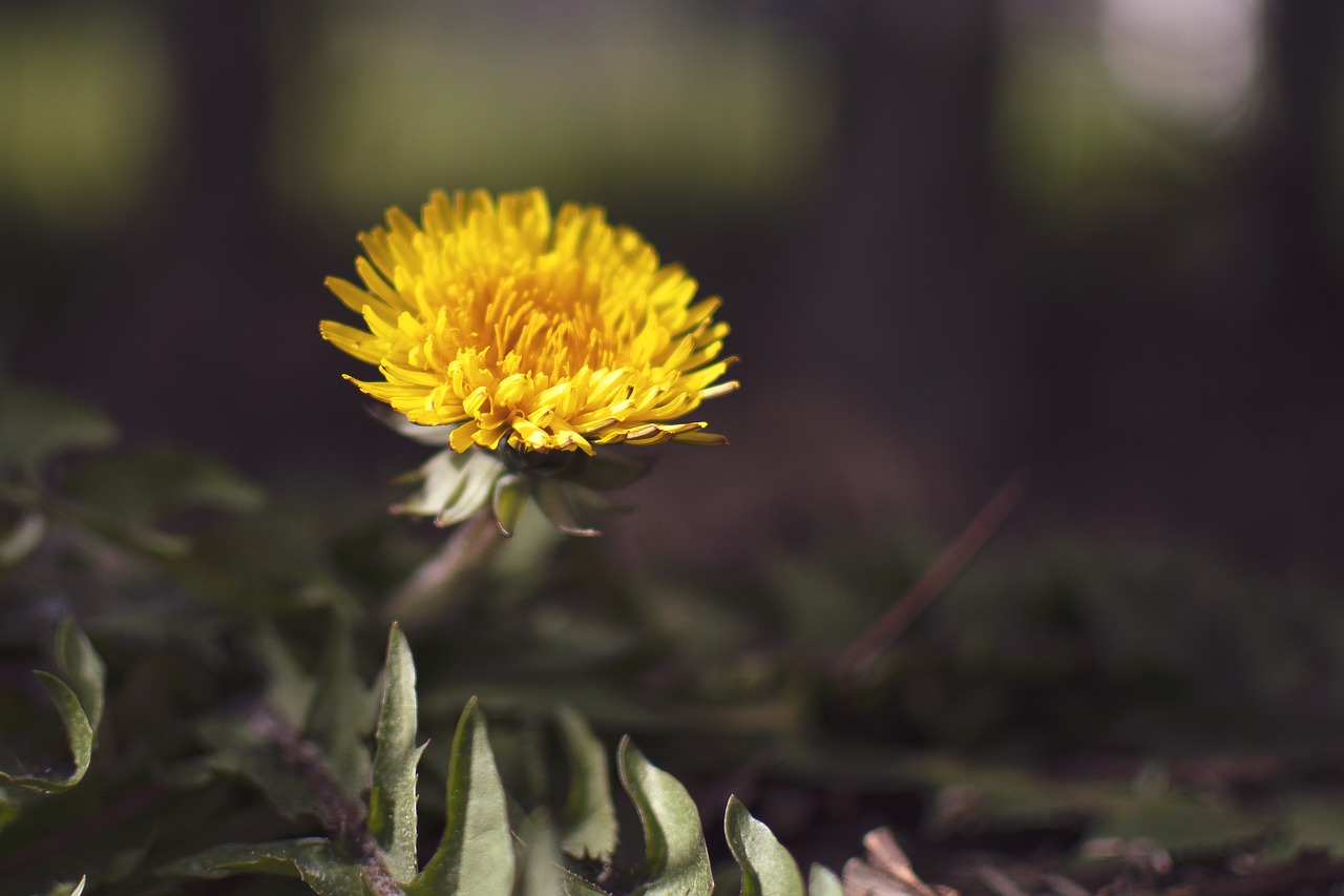 dandelion  flower  vegetable free photo