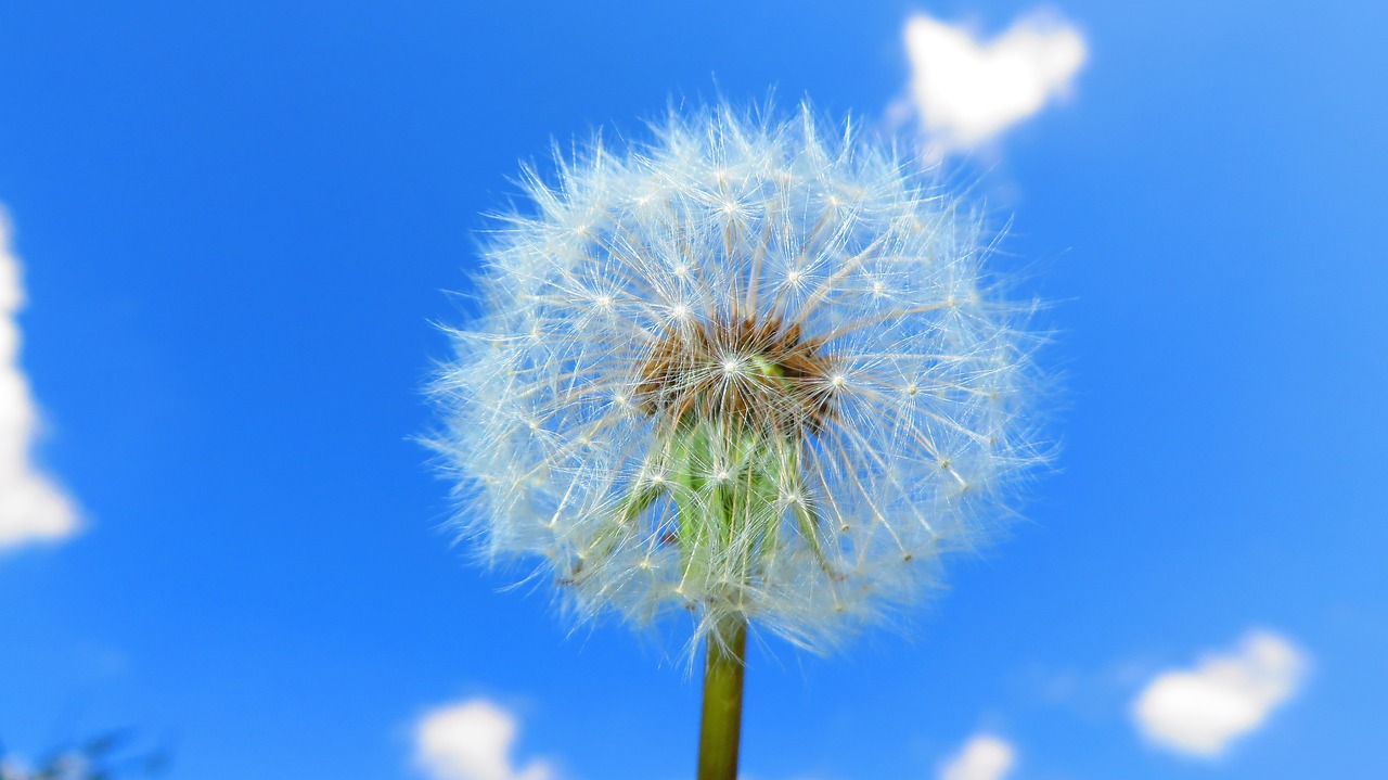 dandelion  nuns  sky free photo